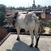 गाय के साथ मोहब्बत के चक्कर में मकान की छत पर चढ़ा सांड़, नीचे उतारने में गांव वालों के छूटे पसीने, तेजी से वायरल हो रहा है ये वीडियो