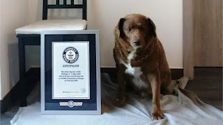 Bobi, el perro vivo más viejo según el record Guinness de 2023