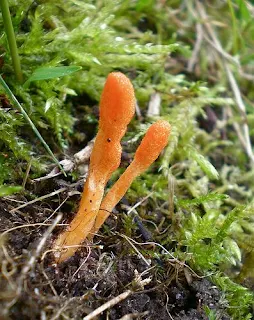 Cordyceps Mushroom price in India