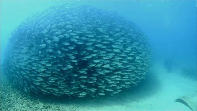coletivo de peixe