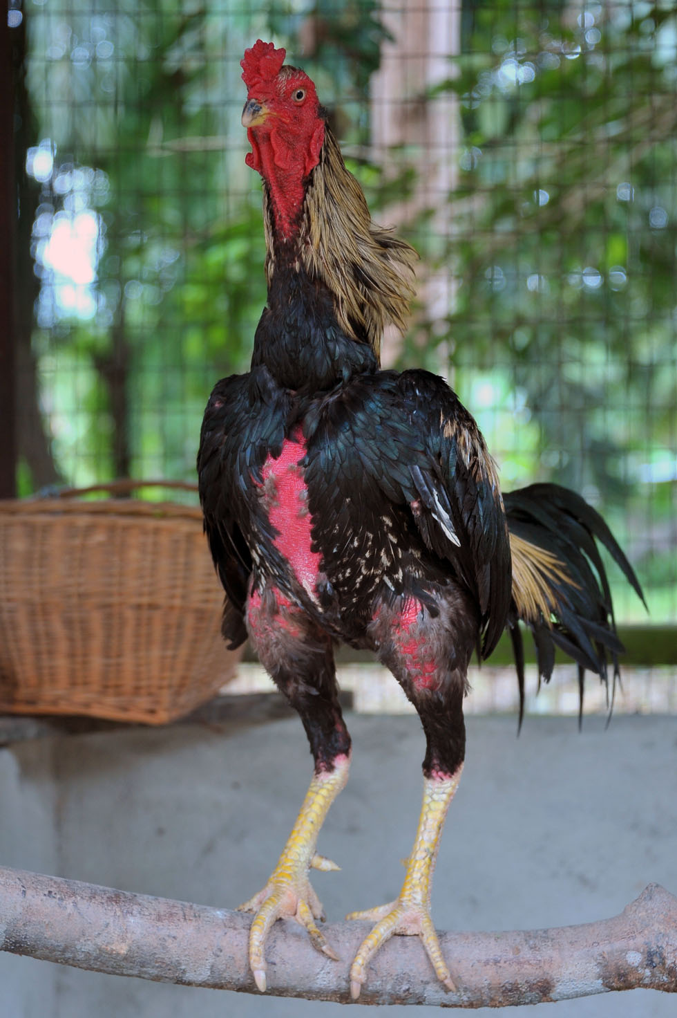  Ayam  Sabung  Seni Tok Ayah Ayam  Sabung  Abe Jalok Kelantani