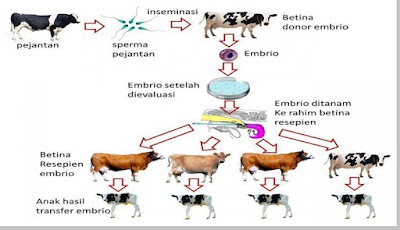  Inseminasi  Buatan 