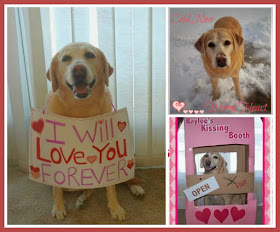 Labrador Valentine