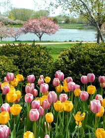 Spring Tulips at the Chicago Botanic Garden by Jeanne Selep