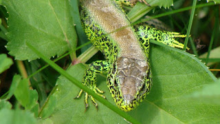 Lacerta agilis argus male DSC18847