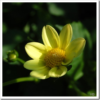 Dahlie 'Ele' © H. Brune