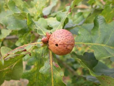 oak marble gall