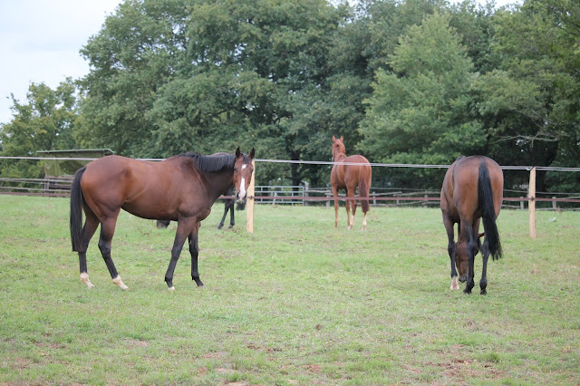 Les chevaux au paddock après l'entrainement Mescam Racing