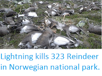 http://sciencythoughts.blogspot.co.uk/2016/08/lightning-kills-323-reindeer-in.html