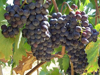 grapes fruit images