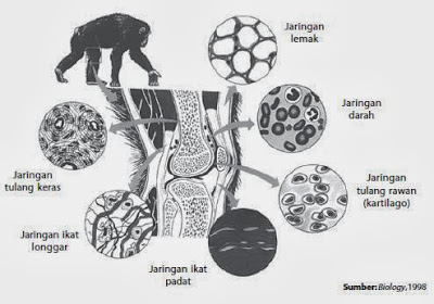 Beberapa jaringan ikat pada hewan