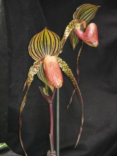 Paph Susan Booth X Roth8