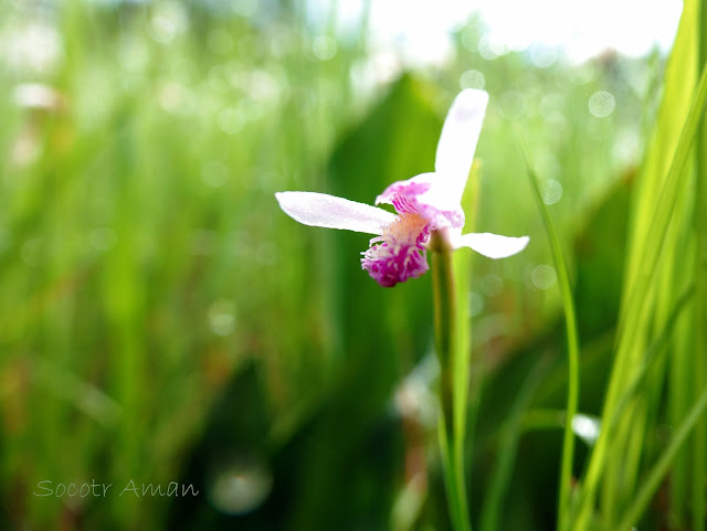 Pogonia japonica