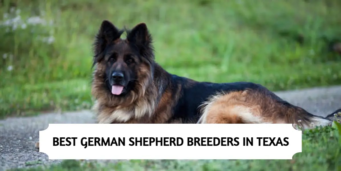 6 Best German Shepherd Breeders In Texas 2022