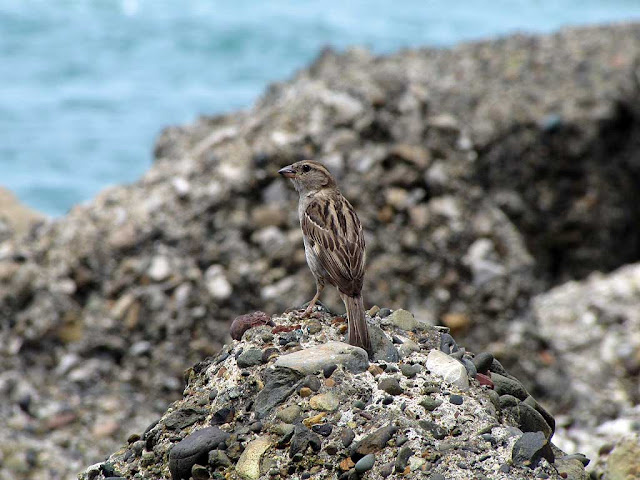 Almost camouflaged sparrow against the rocks, port of Livorno