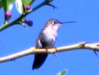 Hummingbird on apple tree branch
