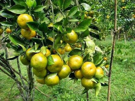Bibit Jeruk Kip Kebomas
