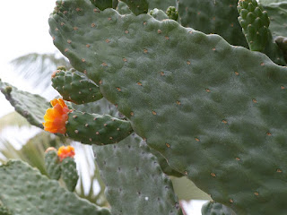 Opuntia sp. - Oponce - Cactus raquette