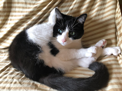 black and white cat on futon