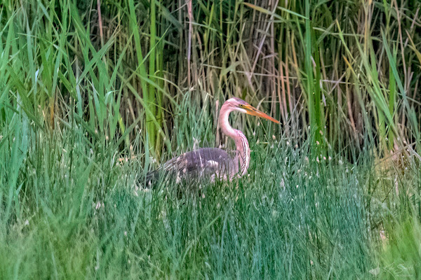 Purple heron