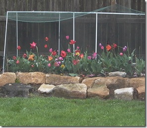 Tulips in back