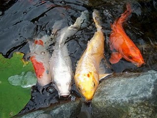 Ornamental Fish Photos, Pictures of Fish, Pictures of Koi