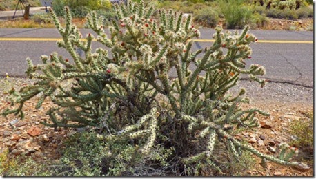 Cave Creek Regional Park Buckhorn Cholla