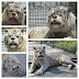 Remembering Kenny The White Tiger
