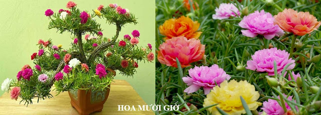 Cây Hoa Chữa Bệnh - CÂY HOA MƯỜI GIỜ