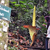 Indonesia Butuh 47 Kebun Raya