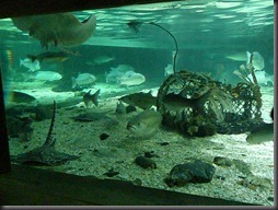 Sea Life Centre 020