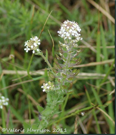 2-smiths-pepperwort