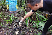 Mayat tanpa identitas ditemukan warga di perkebunan Kelurahan Rurukan Kota Tomohon