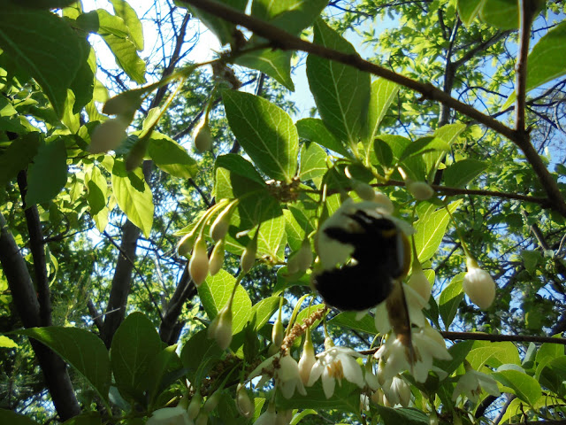 エゴの木の花の蜜を吸うくまんばち