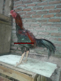 ayam Bangkok super pukul ko, ayam bangkok pukul ko, ayam adu pukul ko, ayam petarung pukul ko terbaru, ayam adu terbaru pukul ko, ayam Bangkok balikpapan, ayam Bangkok jember, ayam Bangkok blitar, ayam Bangkok kediri, ayam Bangkok solo, ayam Bangkok banyuwangi, ayam Bangkok banyumas, ayam Bangkok Kediri, ayam Bangkok Tangerang, ayam Bangkok serang, ayam adu cilegon, ayam adu cilacap