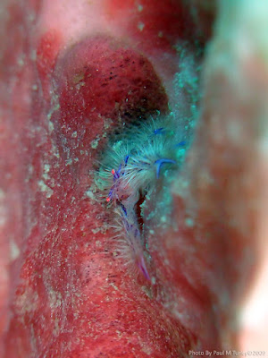 Way cool and very difficult to photograph hairy lobster or is it crap? Temple Garden, Pemuteran, NW Bali