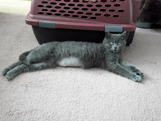 grey cat shows shaved belly