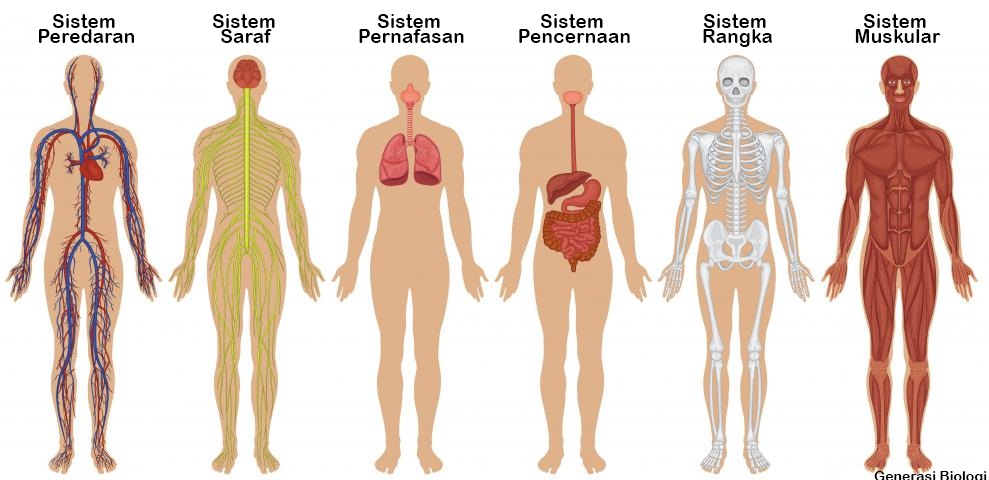  Sistem Organ pada Manusia  Lengkap Organ  Systems in Humans 