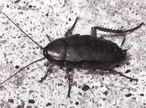 cockroach