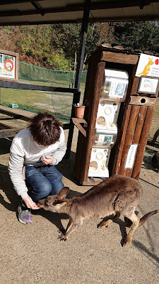 長崎バイオパーク カンガルー