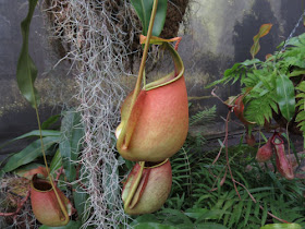 fanged pitcher plant at Meijer Gardens