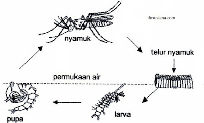  nyamuk adalah hewan yang memiliki siklus atau  Daur Hidup pada Nyamuk