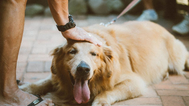 Golden Retriever Leash