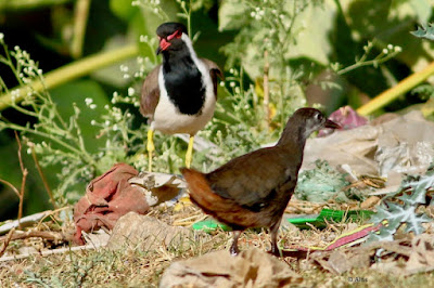White-breasted Waterhen - with subadult