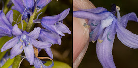 Spanish Bluebell, Hyacinthoides hispanica.  Hutchinson's Bank, 20 April 2016.