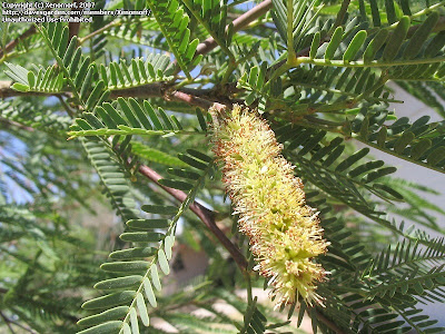 Algarrobo chileno Prosopis chilensis