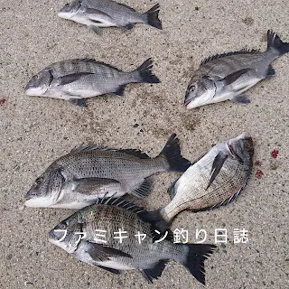 フカセ釣りで釣れたチヌ