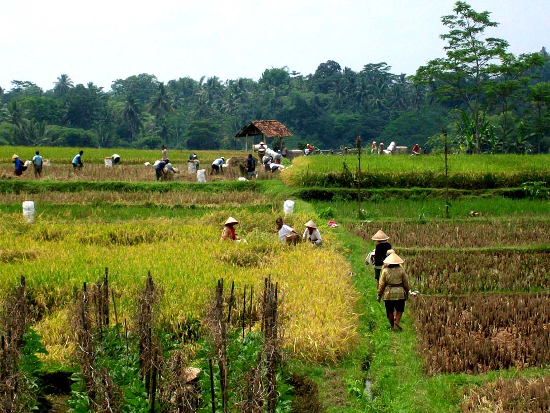 kangen ndeso Panen Padi di Sawah