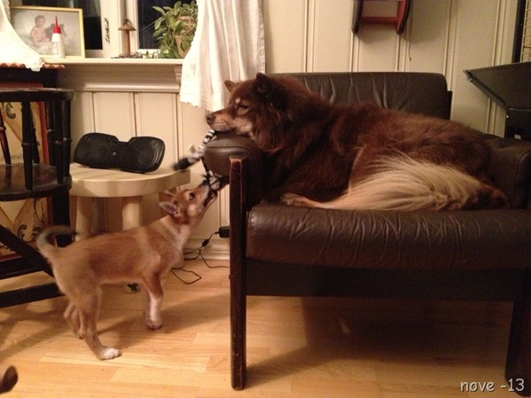 hund 116