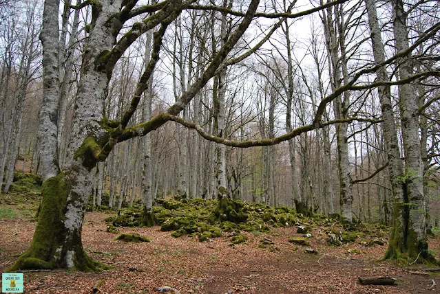 Hayedo Encantado, Navarra